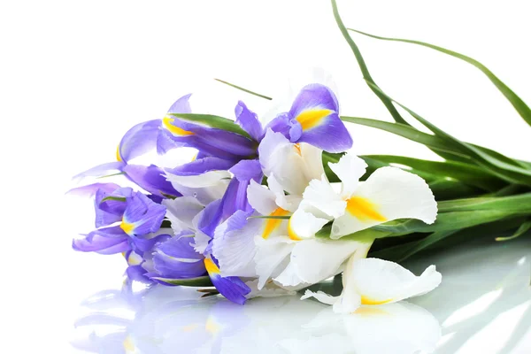 Mooie lichte irissen geïsoleerd op wit — Stockfoto