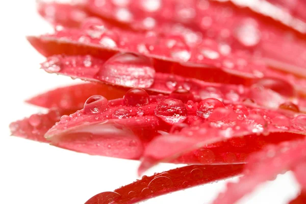 Bela gerbera rosa com gotas isoladas em branco — Fotografia de Stock