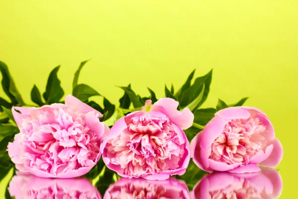 在绿色背景上的三个粉色牡丹 — 图库照片