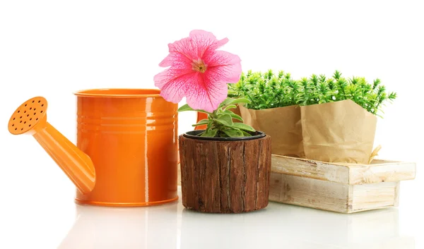 Arrosoir, fleurs et plantes en pots isolés sur blanc — Photo