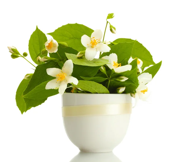 Mooie jasmijn bloemen in vaas geïsoleerd op wit — Stockfoto
