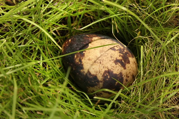 Перепелиное яйцо в траве крупным планом — стоковое фото