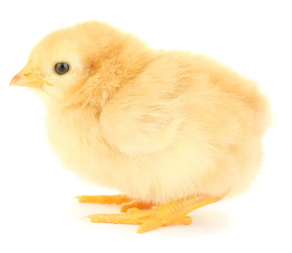 Bela galinha pequena isolado no branco — Fotografia de Stock