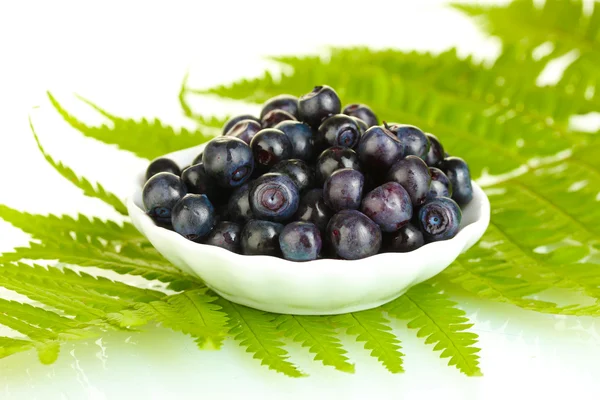 Ripe blueberries in white saucer on fern close-up — Stock Photo, Image