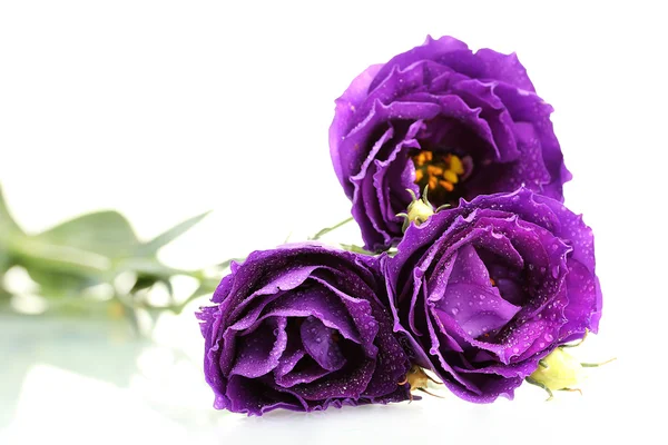 Фиолетовая эустома на белом фоне — стоковое фото