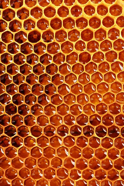 Amarillo hermoso panal con miel, fondo — Foto de Stock