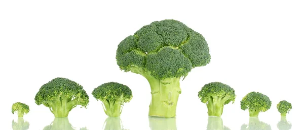 Brócoli fresco en línea aislado sobre blanco — Foto de Stock