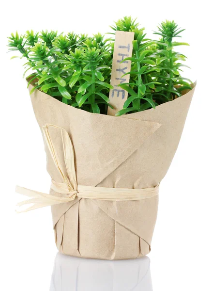 Thymianpflanze im Topf mit schönem Papierdekor isoliert auf weiß — Stockfoto