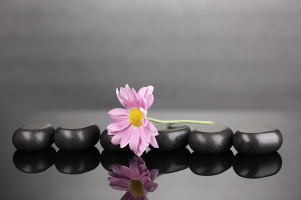 Спа камені і квітка на сірому фоні — стокове фото
