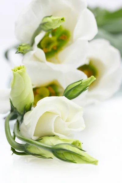 Vackra vårblommor isolerad på vit — Stockfoto
