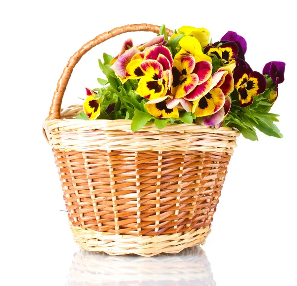 Beautiful violet pansies in basket isolated on a white — Stock Photo, Image