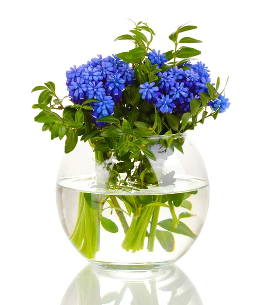 Muscari - hyacinth in vase isolated on white — Stock Photo, Image