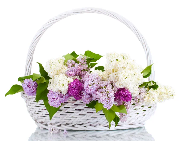 Belles fleurs lilas dans le panier isolé sur blanc — Photo