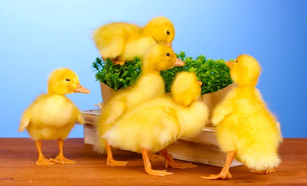 Duckling and bush on wooden table on blue background — Stock Photo, Image