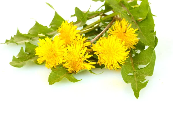 Fiori di tarassaco e foglie isolate su bianco — Foto Stock