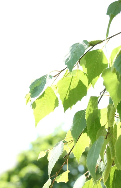 Foglie di betulla verde su sfondo verde — Foto Stock