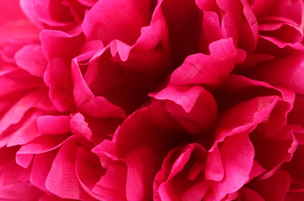 Mooie roze pioenroos close up — Stockfoto