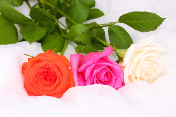 Beautiful roses on white cloth — Stock Photo, Image