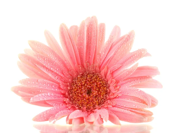 Vakre, rosa gerbera med dråper isolert på hvitt – stockfoto