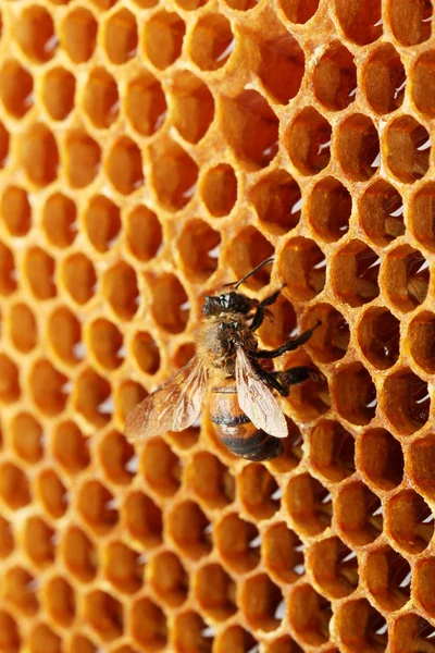 Sárga gyönyörű méhsejt méz és a méh, a háttér — Stock Fotó