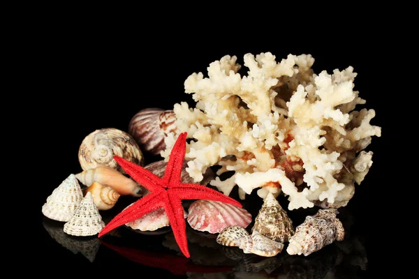Corallo marino con conchiglie isolate su nero — Foto Stock