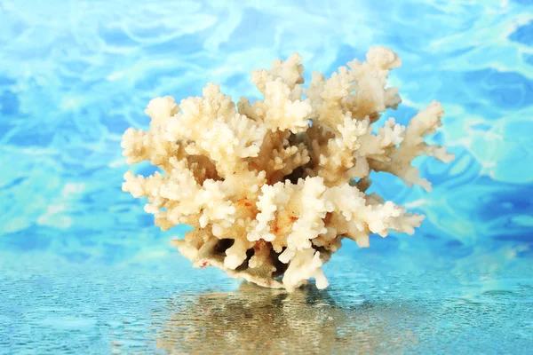 Морские кораллы на фоне воды крупным планом — стоковое фото