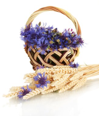 Cornflowers in basket and ears of wheatisolated on white clipart
