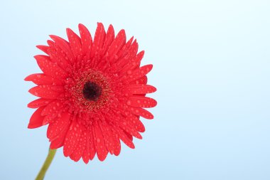 mavi arka plan üzerinde güzel kırmızı gerbera