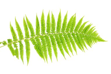 Fern on white background close-up clipart