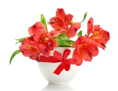 Vazoda beyaz izole alstroemeria kırmızı çiçekler