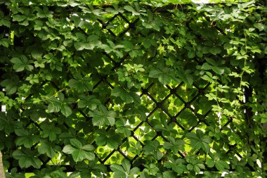 Wild grape winding along fence close-up clipart