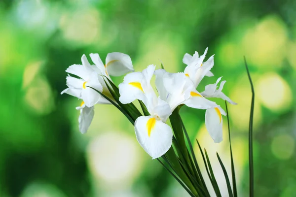 Beautiful irises on green background — Stock Photo, Image