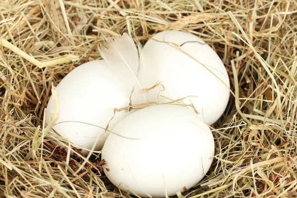 Białe jaja w gnieździe siana z bliska — Zdjęcie stockowe