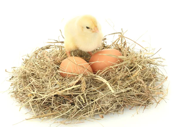 Vackra lilla kyckling och ägg i boet, isolerat på vita — Stockfoto