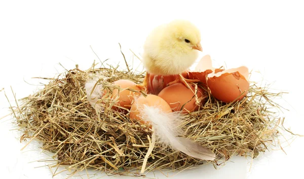Красивая маленькая курица, яйца и яичная скорлупа в гнезде, изолированные на белом — стоковое фото