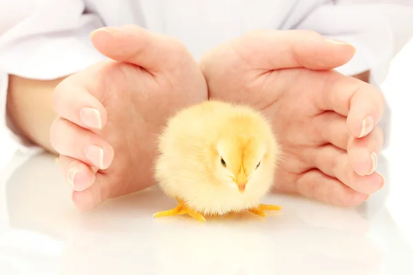 Mooie kleine kip en handen geïsoleerd op de witte — Stok fotoğraf