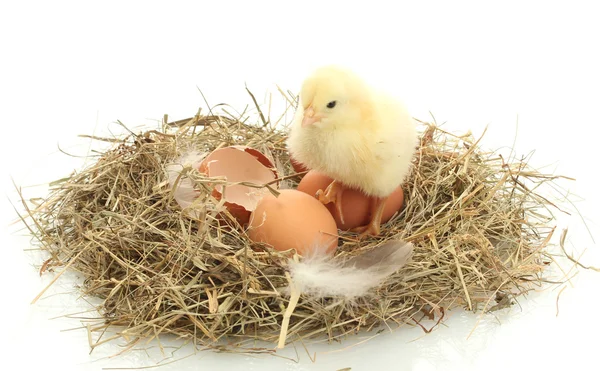 Bellissimo pulcino, uova e guscio d'uovo in nido, isolato sul bianco — Foto Stock