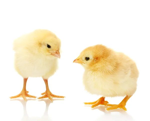 Dwie żółte małe kurczaki na białym tle — Zdjęcie stockowe