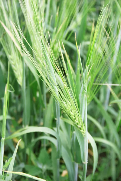 Ähren aus grünem Weizen in Nahaufnahme — Stockfoto
