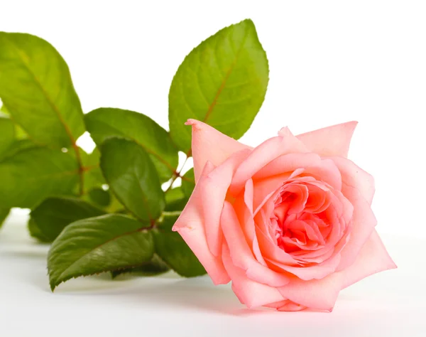 Růžová růže izolovaná na bílém — Stock fotografie