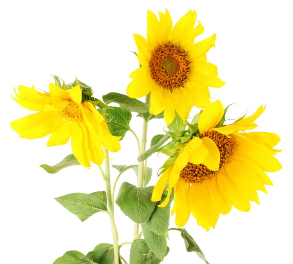 Schöne Sonnenblumen, isoliert auf weiß — Stockfoto