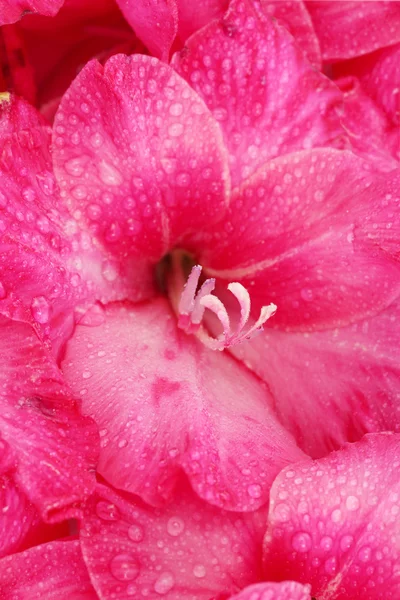 Vacker rosa gladiolus, närbild — Stockfoto