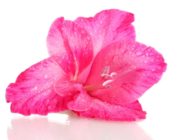 Красивый розовый гладиолус, изолированный на белом — стоковое фото