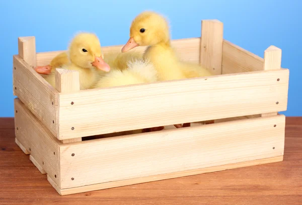 Canard dans une caisse sur une table en bois sur fond bleu — Photo