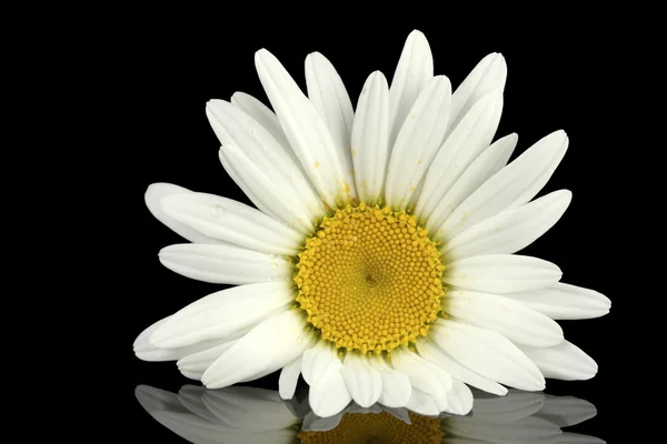 Delicate daisy isolated on black background close-up — Stock Photo, Image