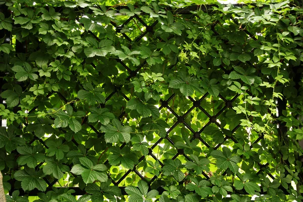 Wild grape slingrande längs staketet närbild — Stockfoto