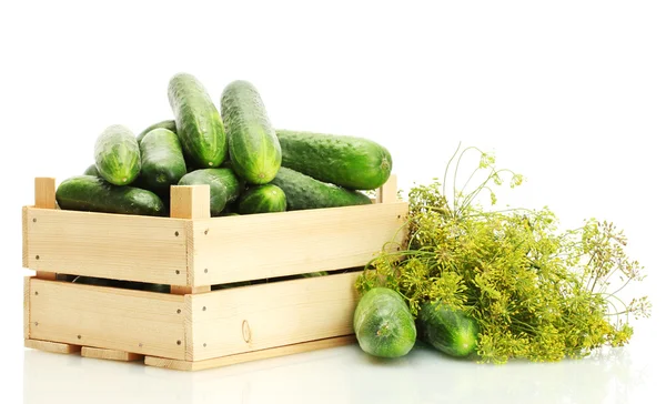 Fresh cucumbers in wooden box and dill isolated on white — Stock Photo, Image