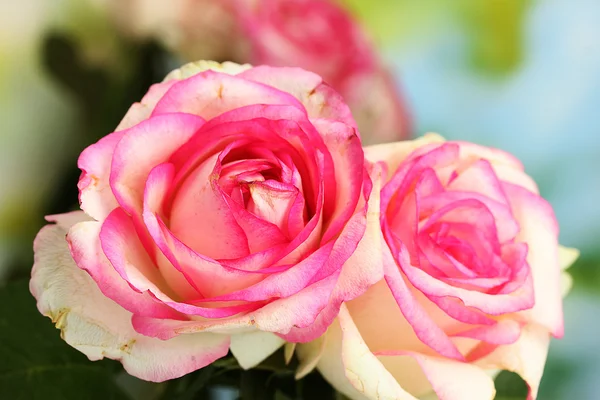 Beautiful bouquet of pink roses, on green background Stock Photo