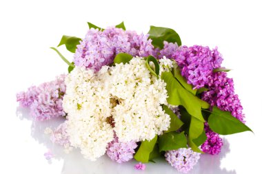 Beautiful lilac flowers isolated on white clipart