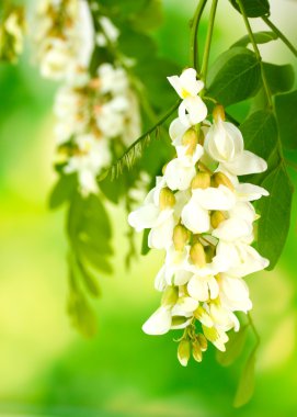 Branch of white acacia flowers on green background clipart